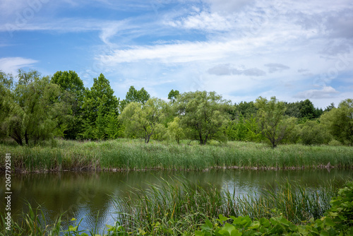 lake in the forest