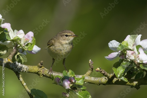 Common Chiffchaff (Phylloscopus collybita) on bloomy tree, Rhineland-Palatinate, Germany