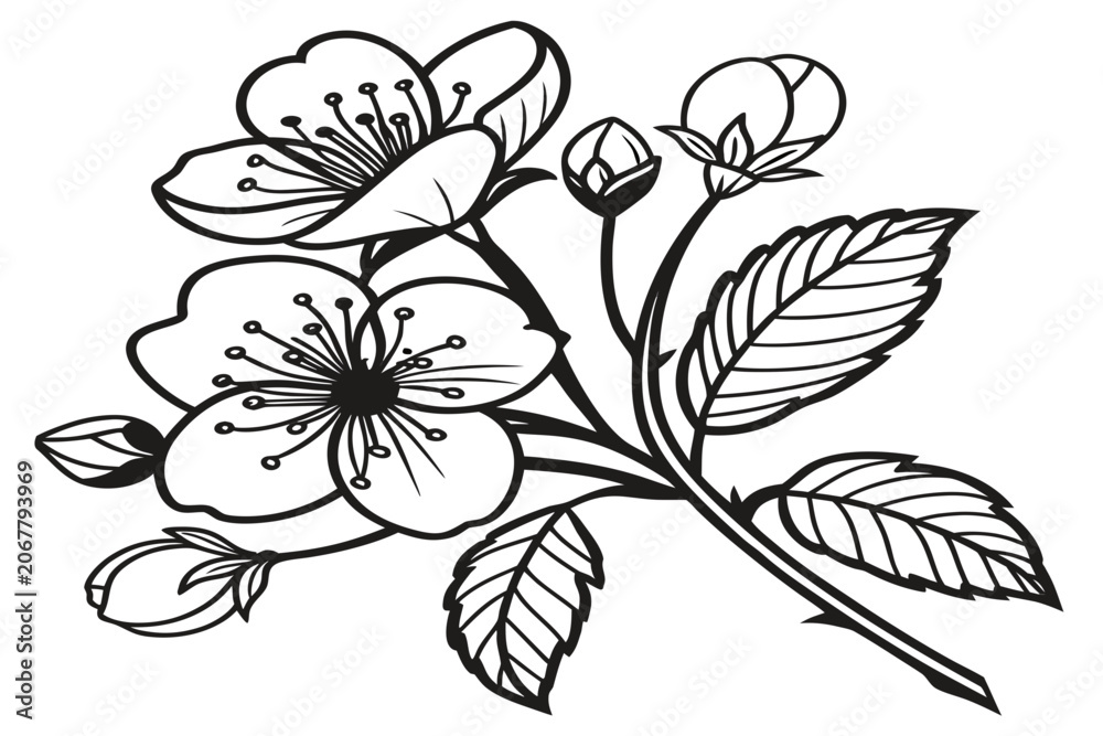 Fototapeta premium coloring page line art iris reticulata flower black vector
