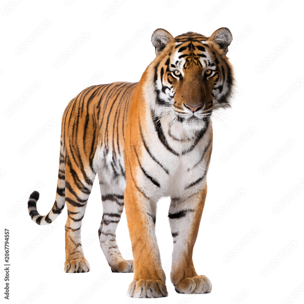 Obraz premium Bengal Tiger Detailed Wildlife Portrait Isolated on Transparent Background PNG