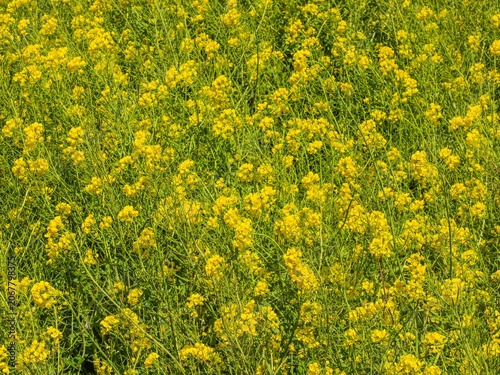 Foto 鮮烈な黄色が一面に広がる菜の花の群生