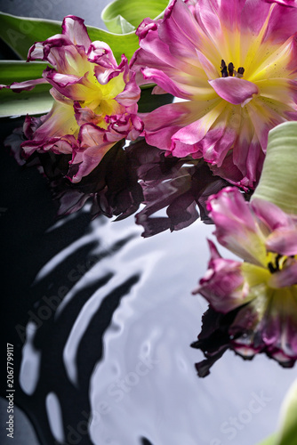 Tulips flowers in wet dark surface with water circles