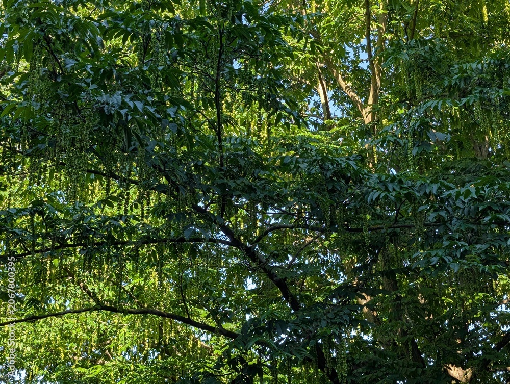 Fototapeta premium Üppige grüne Blätterpracht im Berliner Plänterwald in Treptow mit sommerlicher Waldatmosphäre