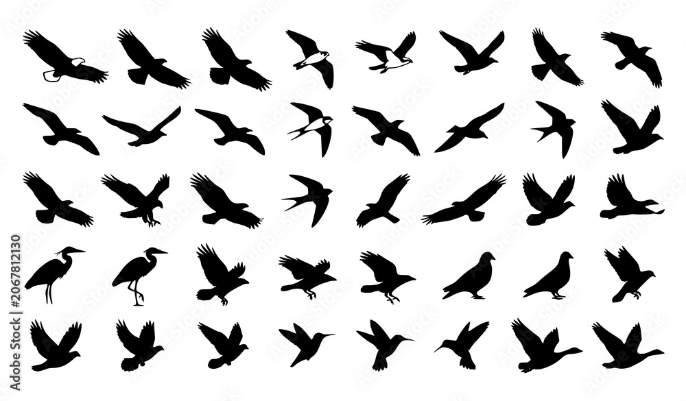 Obraz premium Flying and Perching Wild Birds Black Silhouette Vector Set Featuring Migrating Eagles Seagulls Herons Swallows and Pigeons for Nature Freedom Logo Graphic Designs