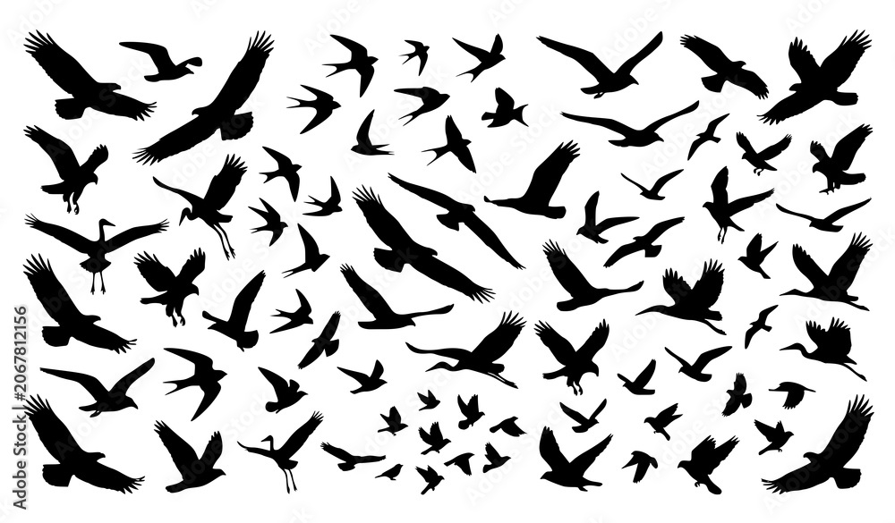 Fototapeta premium Large Flock of Flying Birds Silhouette Vector Set with Eagles Seagulls Cranes and Swallows Migrating in Sky for Outdoor Nature and Freedom Concept Designs