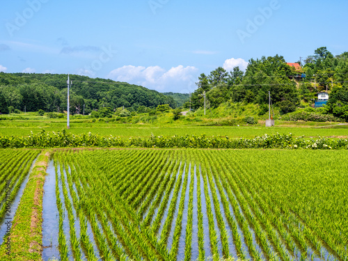 Fotografie Rice field in Ishikari