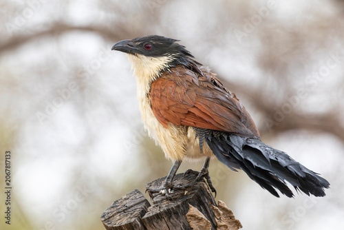 Bedraggled Burchell's Coucal (Centropus burchellii) with wet feathers perched on tree stump, Limpopo, South Africa in rain aka Vleiloerie