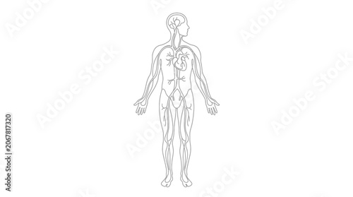 Anatomical line drawing of the human circulatory system showing major blood vessels and heart.
