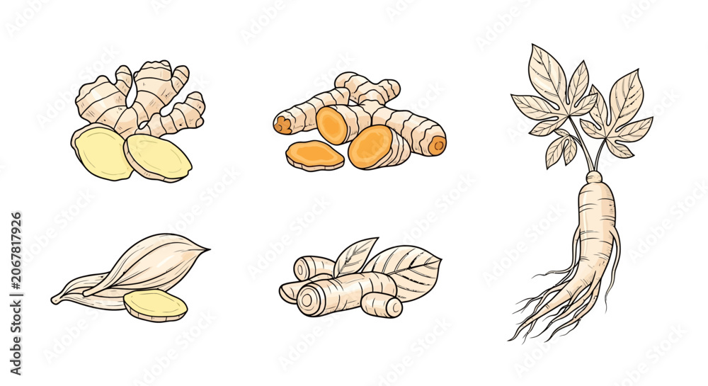Obraz premium Collection of various ginger root and turmeric illustrations.