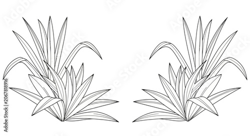 Vászonkép A line drawing of two plants with long leaves.