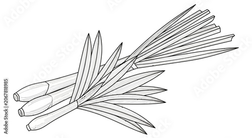 Photos A line drawing of palm leaves and stems.