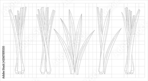 Foto Variations of grass line art drawings.