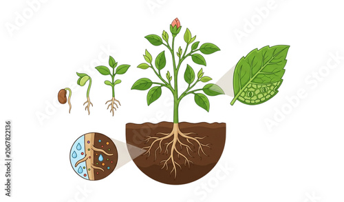 Fotografie Plant Anatomy Educational Vector Illustration with Roots Stem and Leaves Structu