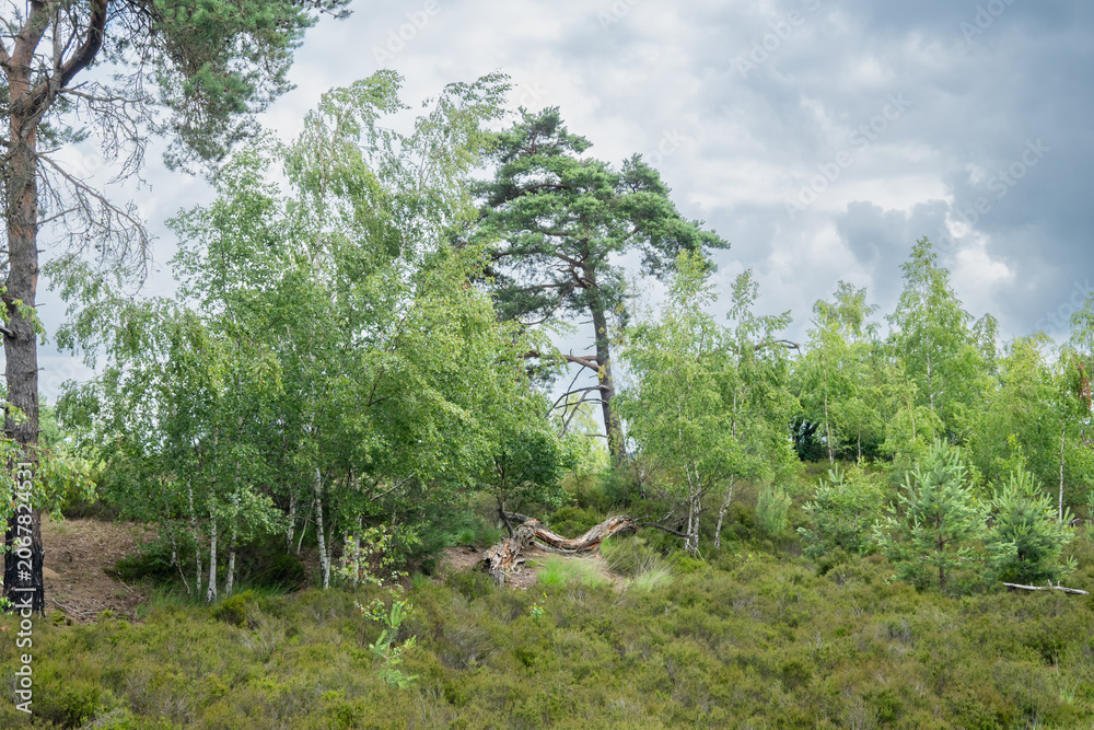 Fototapeta premium Green trees on a hillside under a cloudy summer sky in Belgium