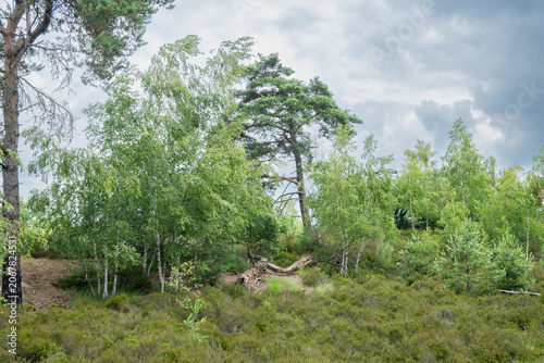 Green trees on a hillside under a cloudy summer sky in Belgium