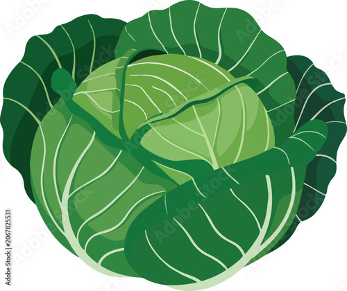 Green Cabbage Isolated on White Background