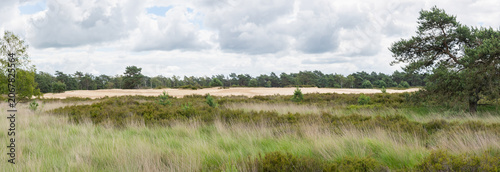 Panoramic view of Kalmthoutse Heide heathland in Antwerp Belgium