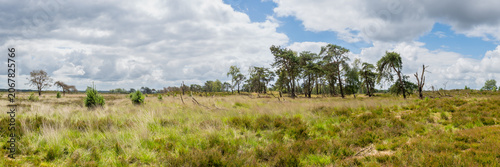 Panoramic heathland landscape with pine trees at Kalmthoutse Heide