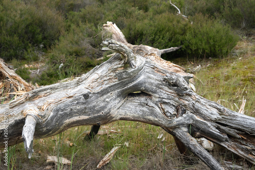 Fallen dead tree trunk in Kalmthoutse Heide, Belgium