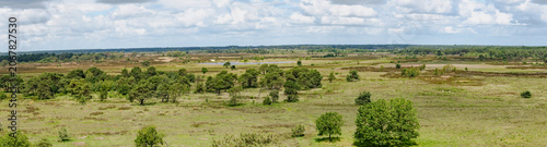 Panoramic view of Kalmthoutse Heide heathland landscape in Belgium