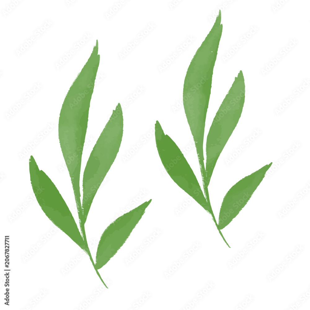 Fototapeta premium Elegant Botanical Leaf Watercolor Elements Vector EPS