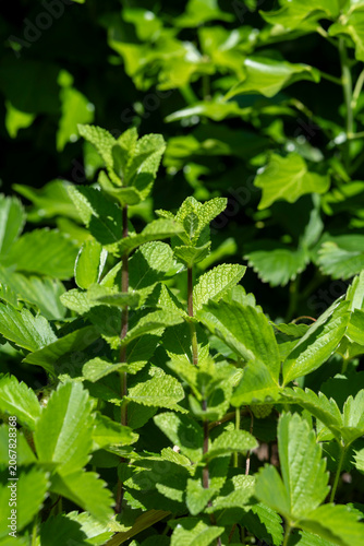 Fresh Green Mint Plant Growing in Natural Outdoor Garden