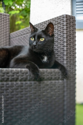 Relaxed Black Cat Lying on Outdoor Wicker Chair