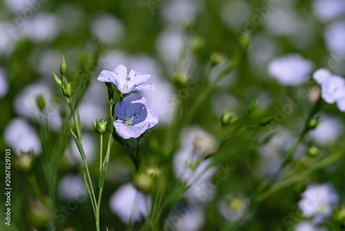 Close up of delicate blue flax flower blooming among green stems in agricultural field. Natural floral background with soft bokeh and selective focus.