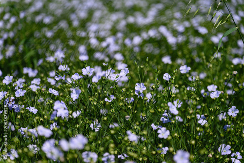 Delicate blue flax flowers blooming in agricultural field. Close up view with shallow depth of field and soft floral background.
