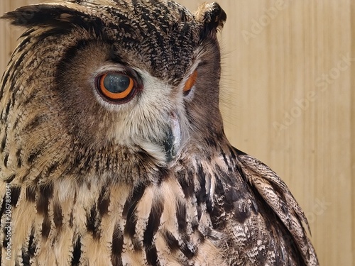 Eurasian Eagle Owl Face Portrait with Vivid Orange Eyes
