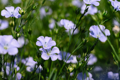 Close up of delicate blue flax flower blooming among green stems in agricultural field. Natural floral background with soft bokeh and selective focus.