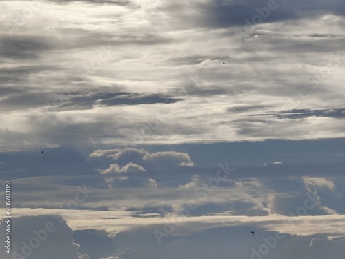 Two Birds Flying Across Overcast Grey Cloudy Sky