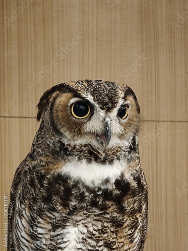 Vocalizing Great Horned Owl with Open Beak Closeup