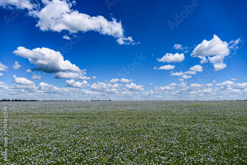 Wide blooming flax field stretching to the horizon beneath dramatic white clouds and deep blue sky. Scenic agricultural landscape with copy space.