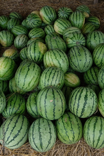 pile of watermelons at a fruit stall. watermelon harvest.