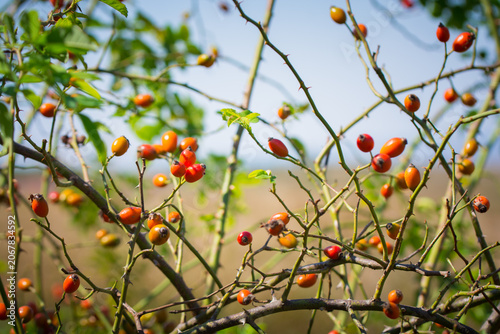 Bild auf Leinwand Vibrant rose hips on a bush basking in the sunlight, showcasing nature's colorful palette