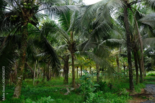 The coconut (Cocos nucifera) is a member of the palm family (Arecaceae) and the only living species of the genus Cocos. Native to the Central Indo-Pacific, the coconut is widespread in coastal tropic.