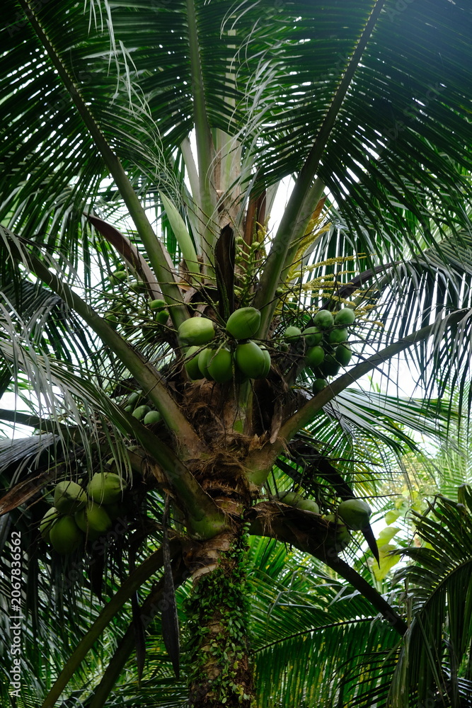 Fototapeta premium Coconut or nyiur is the sole member of the genus Cocos of the palm family or Arecaceae. Cocos nucifera