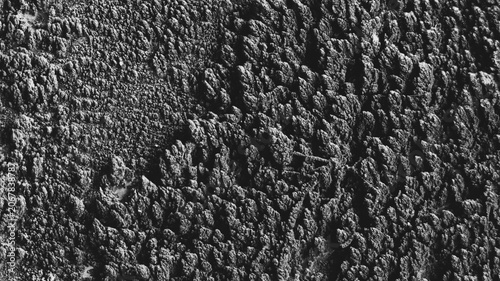 Foto Monochrome close-up of coarse black bark texture with dense bumps, cracked ridges, and dramatic natural surface detail