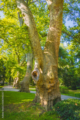 Mature plane tree trunk in a sunlit city park with green foliage and walking paths