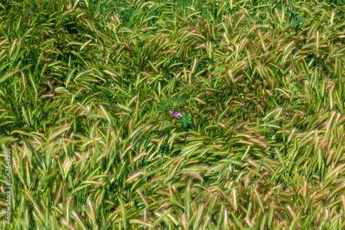 Wild foxtail grass meadow with small purple flower growing among green field vegetation in sunlight