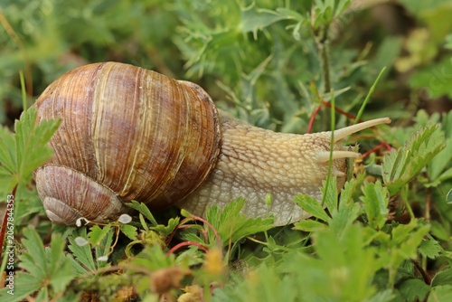 Weinbergschnecke (Helix pomatia)