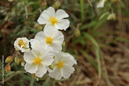 Apenninen-Sonnenröschen (Helianthemum apenninum) in Mainfranken