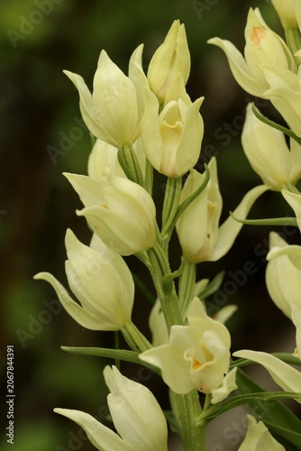 Weißes Waldvöglein (Cephalanthera damasonium) in Mainfranken