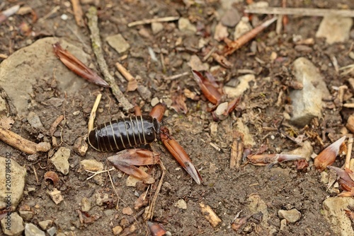 Gerandeter Saftkugler (Glomeris marginata)