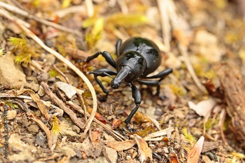 Großer Rüsselkäfer der Gattung Liparus