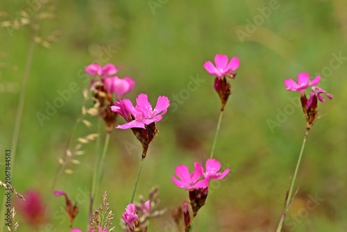 Kartäusernelken (Dianthus carthusianorum subsp. carthusianorum)