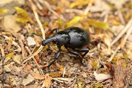 Großer Rüsselkäfer der Gattung Liparus