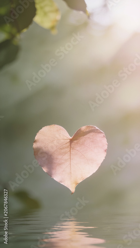 Modern nature-loving themed wallpaper showcasing a delicate leaf shaped into a heart, floating gracefully in warm sunlight.
