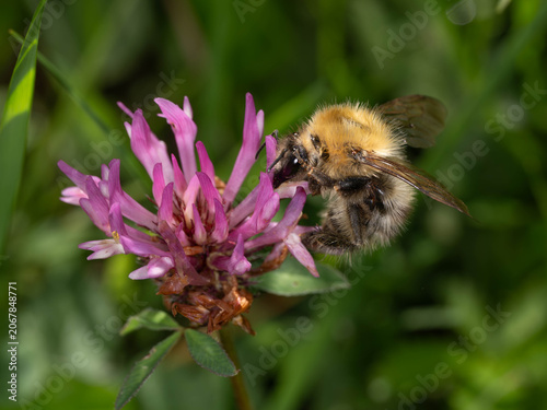 Bio Diversity - Bombus pascuorum -Field Bumlebee hanging on Purple Flower High quality photo